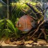 Discus Leopard - Symphysodon Aequifasciatus