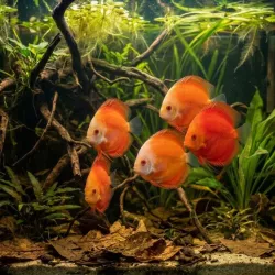 Discus Red Melon - Symphysodon Aequifasciatus