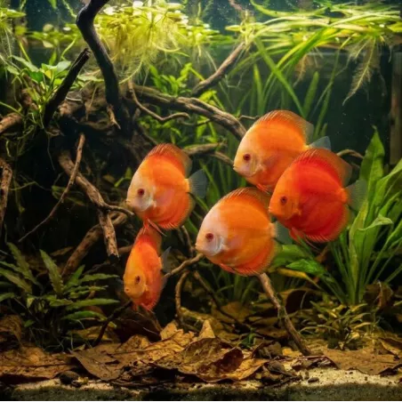 Discus Red Melon - Symphysodon Aequifasciatus