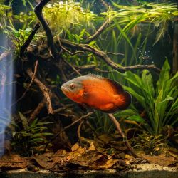 Oscar Red Copper - Astronotus Ocellatus Red Copper