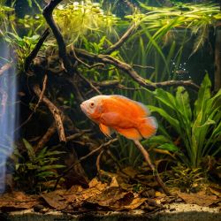 Oscar Red Chilli - Astronotus Ocellatus Red Chilli