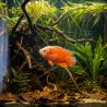 Oscar Rouge Chilli - Astronotus Ocellatus Red Chilli
