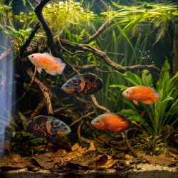Oscar Rouge Chilli - Astronotus Ocellatus Red Chilli