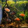 Oscar Rouge Chilli - Astronotus Ocellatus Red Chilli