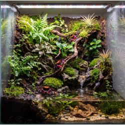 Krabbe Rot Karneval - Geosesarma Sp Bicolor