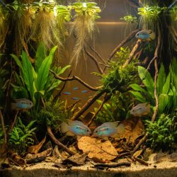 Laetacara Cf.Curviceps - Laetacara Cf.Curviceps