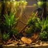 Schwarzer Schmetterlingsbuntbarsch - Papiliochromis Ramirezi Black