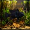 Schwarzer Schmetterlingsbuntbarsch - Papiliochromis Ramirezi Black