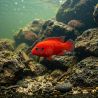 Hemichromis Exsul - Hemichromis Exsul