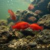 Hemichromis Exsul - Hemichromis Exsul