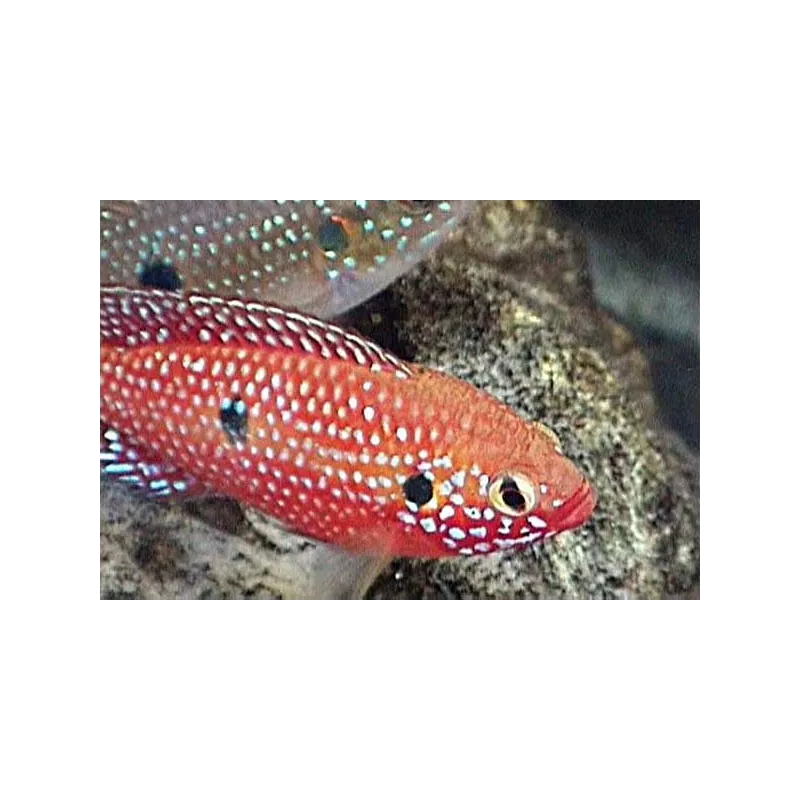 Acara Rouge - Hemichromis Lifalili