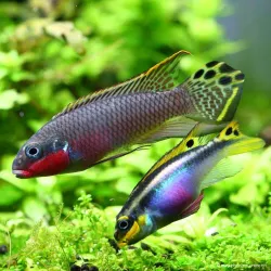 Cichlid Di Smeraldo Rosso - Pelvicachromis Taeniatus Nigeria Red