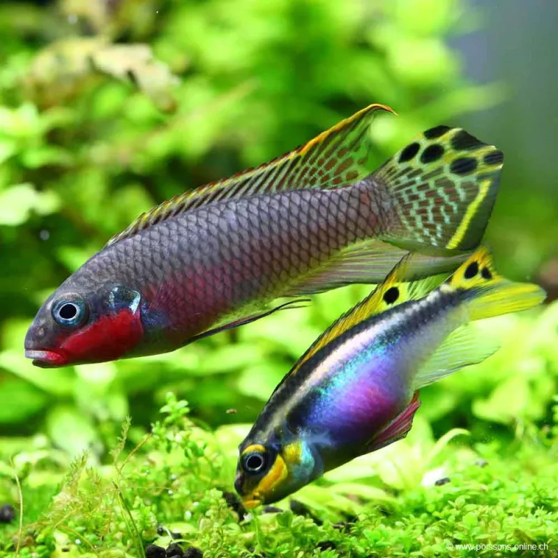 Cichlid Di Smeraldo Rosso - Pelvicachromis Taeniatus Nigeria Red
