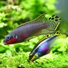 Cichlid Di Smeraldo Rosso - Pelvicachromis Taeniatus Nigeria Red