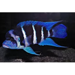 Frontosa - Cyphotilapia Frontosa