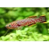 Killi Gardneri - Aphyosemion Gardneri