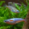 Neonreisfisch - Oryzias Woworae