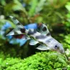 Schmuckflossen-Fiederbartwels - Synodontis Eupterus