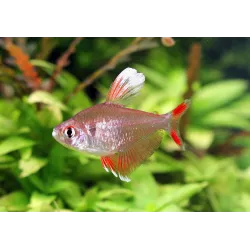 Tétra Rosé White Fin - Hyphessobrycon Bentosi White Fin