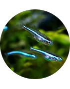 Salmler