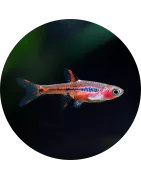 Cyprinides