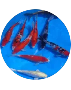 Koi