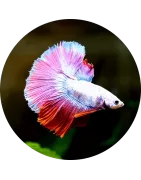 Labyrinthfische