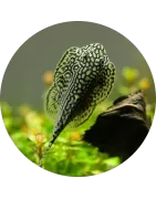Cobitoidea