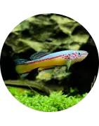 Killifische