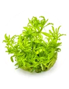 Plantes d’aquarium – qualité et diversité | Poissons-Online.ch