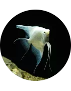 Skalare