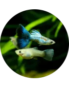 Guppys
