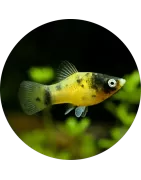 Platys