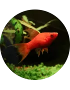 Xiphos