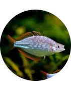 Regenbogenfische