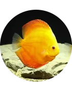 Diskus
