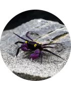 Crabes