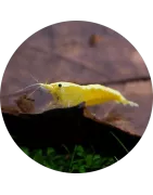 Crevettes