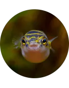 Sonstige Fische