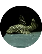 Loricariidae