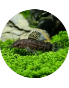 Katzenwelse