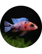 Ciclidi africani