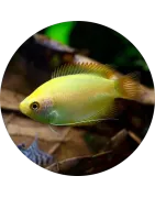 Gouramis - colisas
