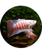 Macropodes