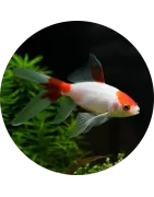 Kaltwasserfische