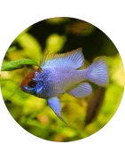 Zwergbuntbarsche & andere aus Südamerika | Poissons-Online.ch