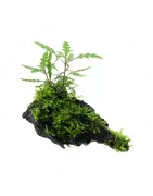 Autres, racine, pierre, noix de coco