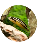 Catégorie des Cichlides de Tanganika