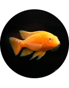 Catégorie des Cichlides de Malawi