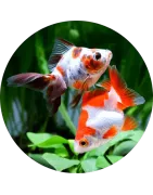 Catégorie des Poissons d'eau froide